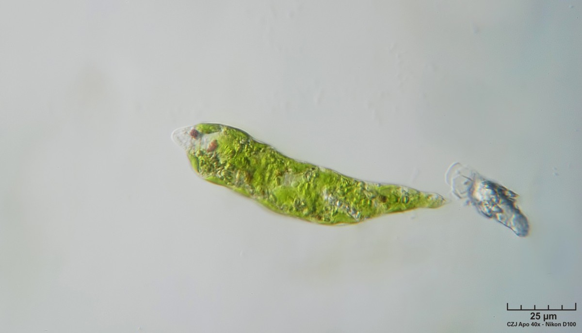 Euglena